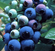 blueberry_1