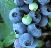 blueberry_2