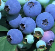 blueberry_3