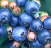 blueberry_4