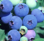 blueberry_5