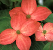 ヤマボウシ(赤花)