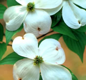 アメリカハナミズキ(白花)